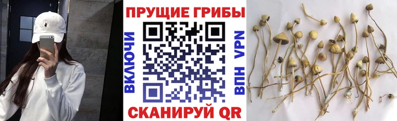 Купить где  Белоярский  Псилоцибиновые грибы Magic Shrooms 